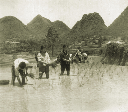 上世纪70年代末，广西壮族自治区武鸣县农村人民公社，在国家的支持下，积极促进农业生产
