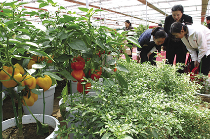 2004年,农业部对37个大中城市蔬菜农药残留首次进行检测，结果表明山东省蔬菜质量让人放心，其中寿光数第一
