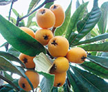 帮助当地农村发展枇杷产业是杨俊森等“村官”们的主要工作