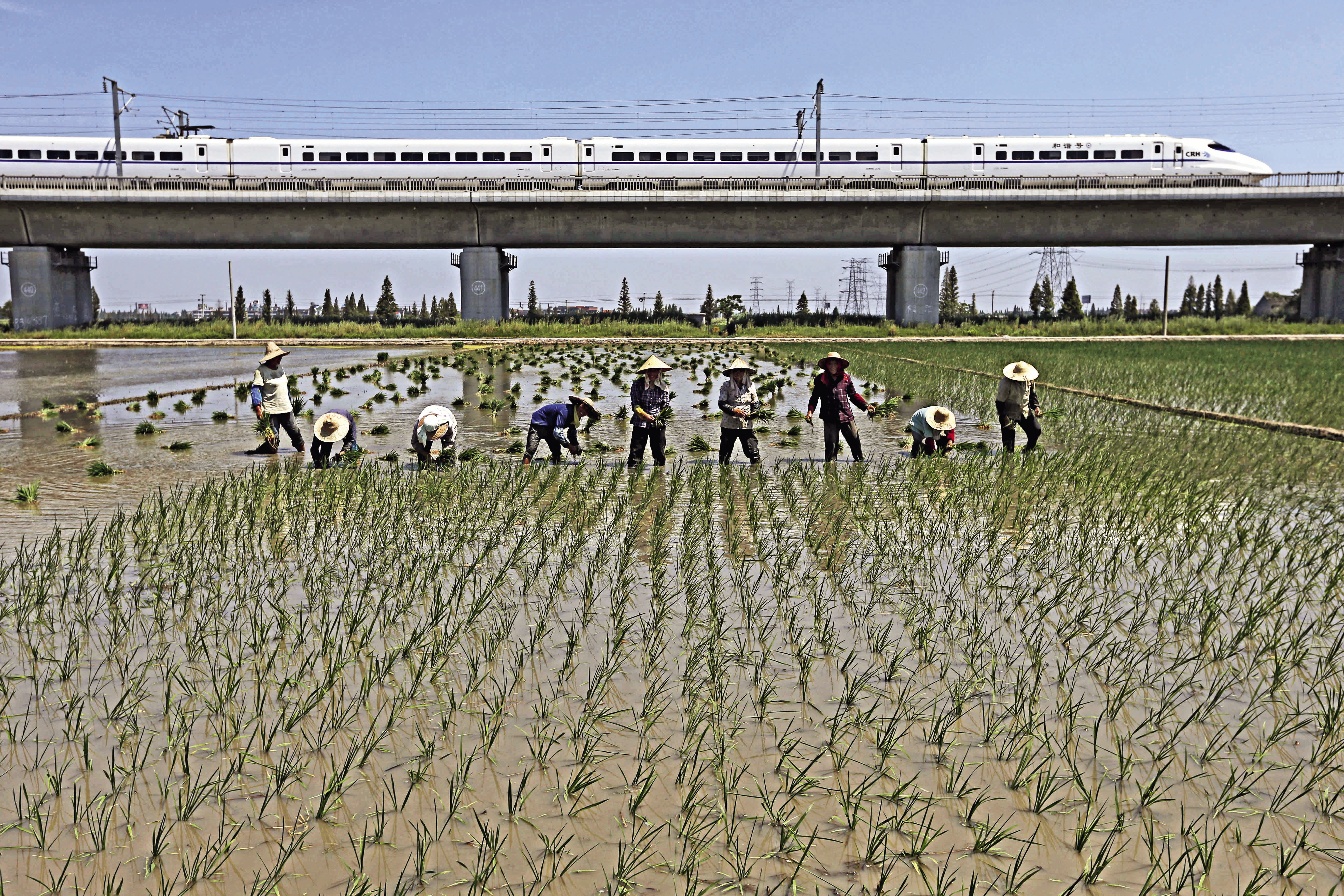 在农田上修建高架铁路是避免大范围占用耕地的有效措施之一。图为浙江省绍兴段高架铁路上一列飞驰而过的火车。