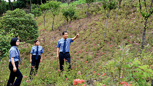 紫阳县人民检察院党组书记、检察长王开富（右一）带领干警检查补植复绿情况。
