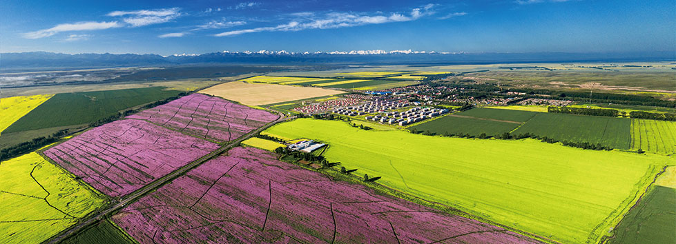 兵团四师77团种植的油菜花和紫色的香紫苏、绿色的土豆田相互交错，构成一幅色彩斑斓的大地画卷。