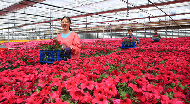 兵团第十师一八三团龙疆设施农业基地职工在育苗中心搬运花卉，准备销售。