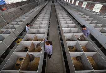 2018年11月17日，在广西平乐县沙子镇保安村的养殖基地内，村民在管护竹鼠。
