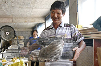 2019年7月1日，江西省金溪县陈坊积乡涂坊村竹鼠养殖户将大竹鼠装笼，准备出售。