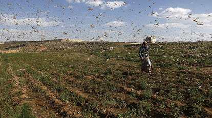 2．也门西南部扎马尔省近期遭受蝗灾侵袭。图为6月6日，在也门扎马尔省，成群的蝗虫在农田上空飞过。