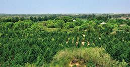 治理后的毛乌素沙地被林草和绿洲覆盖。