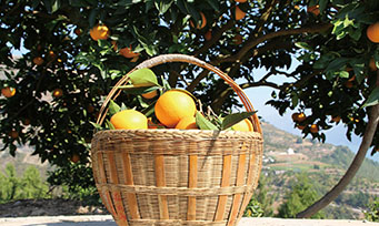 巫山恋橙产业规模稳步扩大，果实品质逐年上升，已成为巫山县山地特色高效农业的又一主导产业。