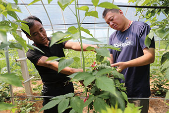 京城机电派驻大村村第一书记李志鹏检查树莓生长情况。